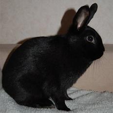 Kanin TT-Gigoline *R.I.P* :'( 