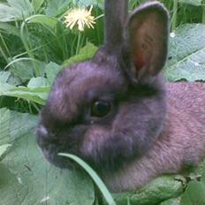 Kanin Brogårdens Teddy 
