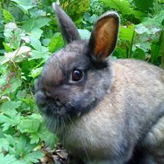 Kanin Brogårdens Teddy 