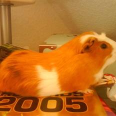 Marsvin verdi La Cour 