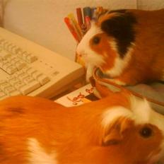 Marsvin verdi La Cour 