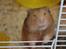 Hamster Hamtaro *RIP 8/11-2010*