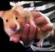 Hamster Lykkes Gurlie *R.I.P* <3