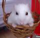 Hamster Sneboldt "HIMMEL HAMSTER"