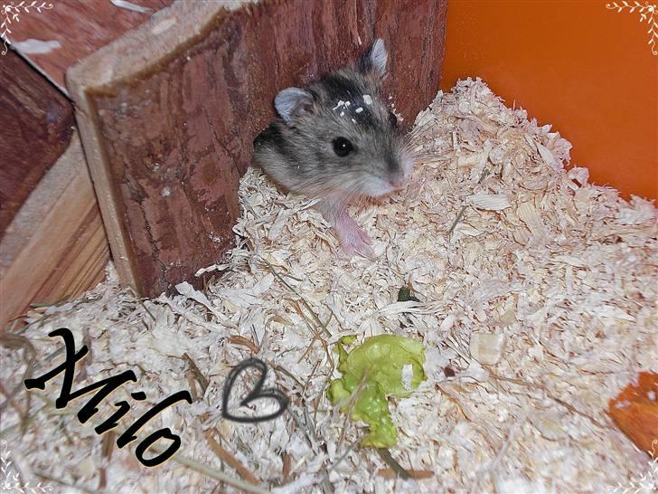 Dværghamster Milo (Tykkemusen) R.I.P - Bette Milo billede 2