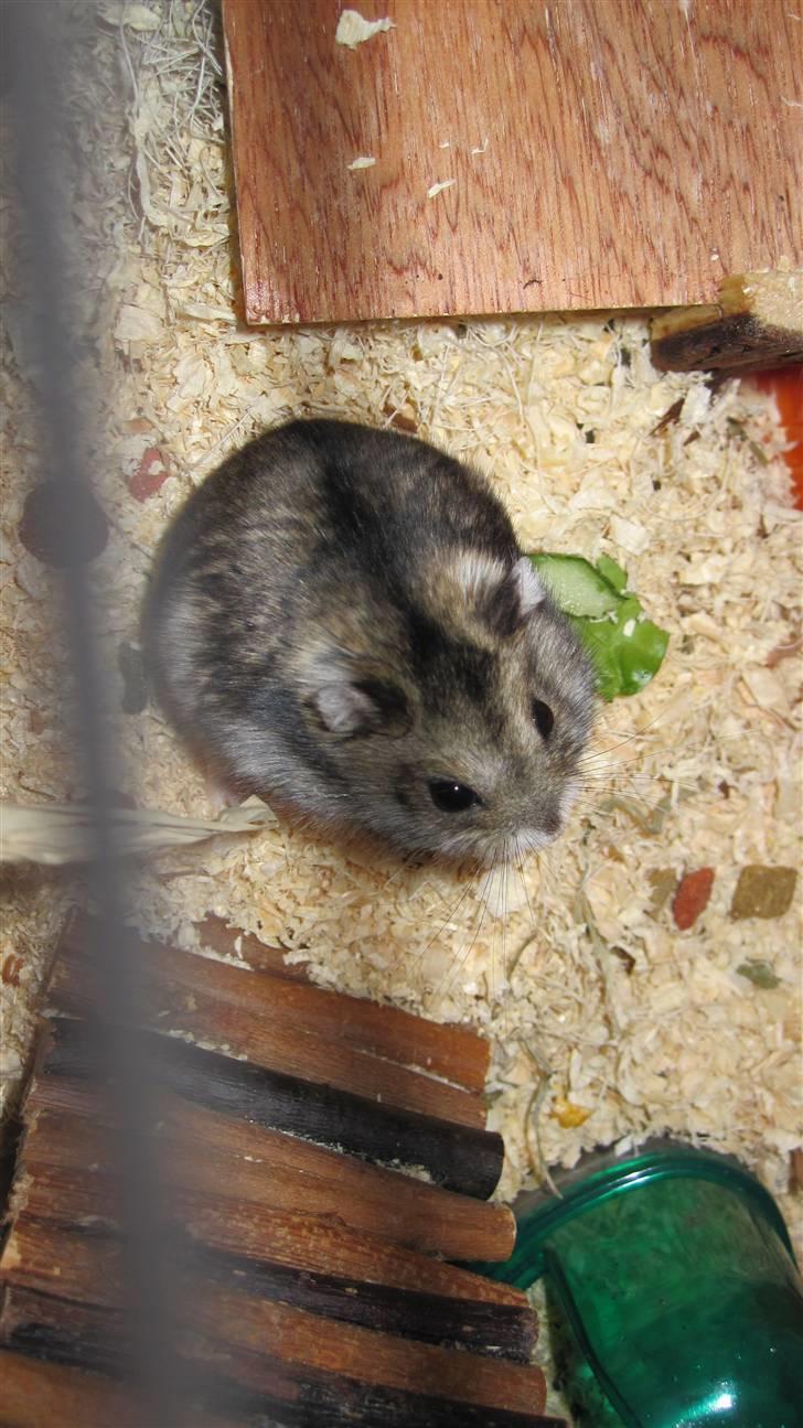 Dværghamster Milo (Tykkemusen) R.I.P - (: billede 3