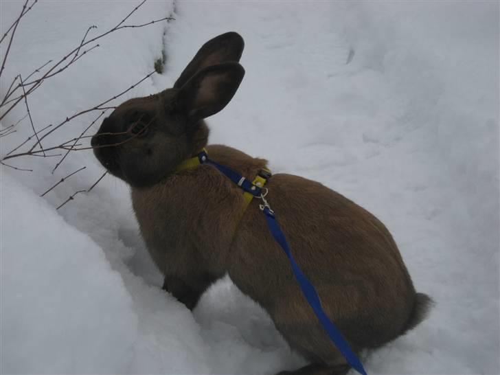 Kanin Snöflingans Fandango billede 17