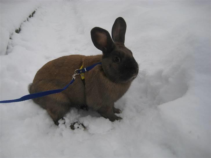 Kanin Snöflingans Fandango billede 18