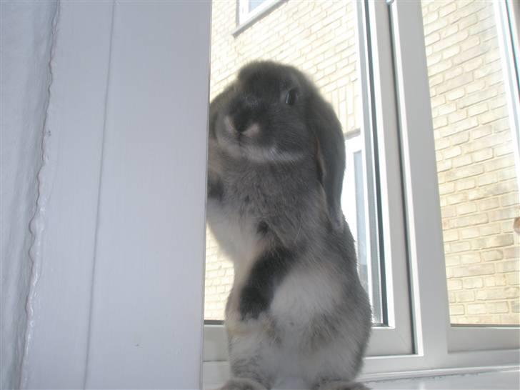 Kanin Silver billede 1