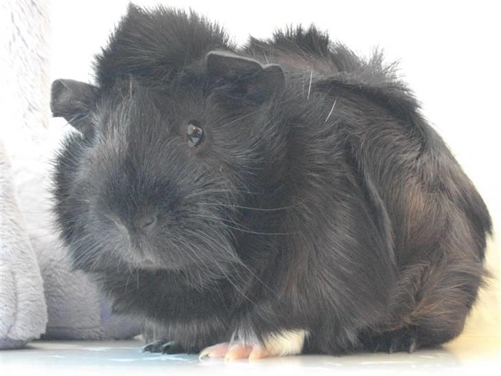 Marsvin laffe billede 5