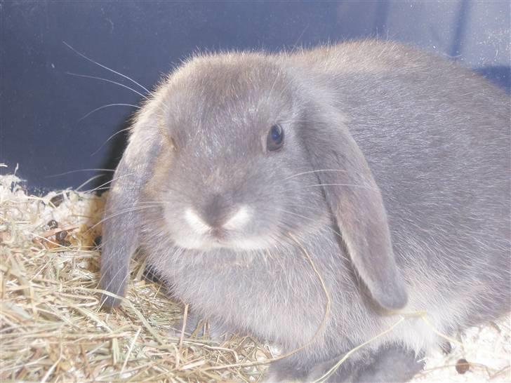 Kanin Silver billede 2