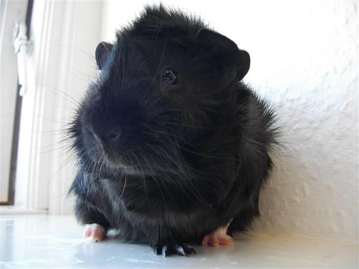 Marsvin laffe billede 6