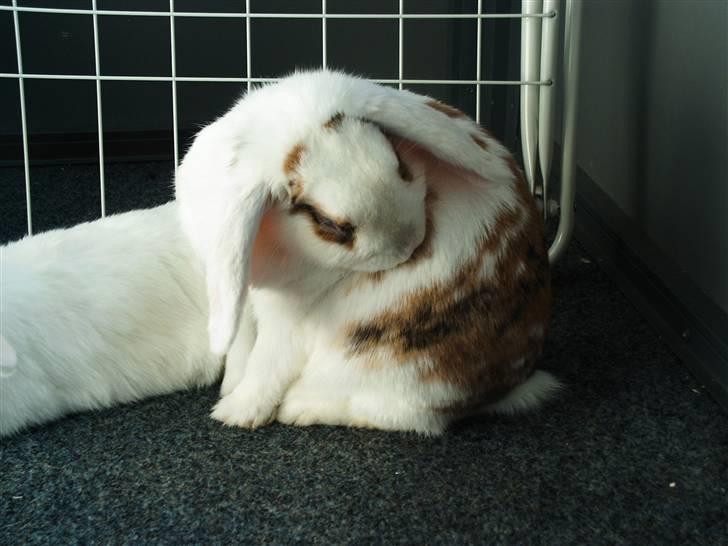 Kanin Soffie billede 2