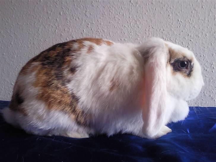 Kanin Soffie billede 6