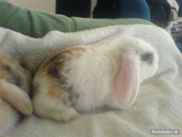 Kanin Soffie billede 7