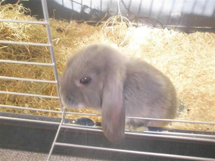 Kanin Silver billede 3