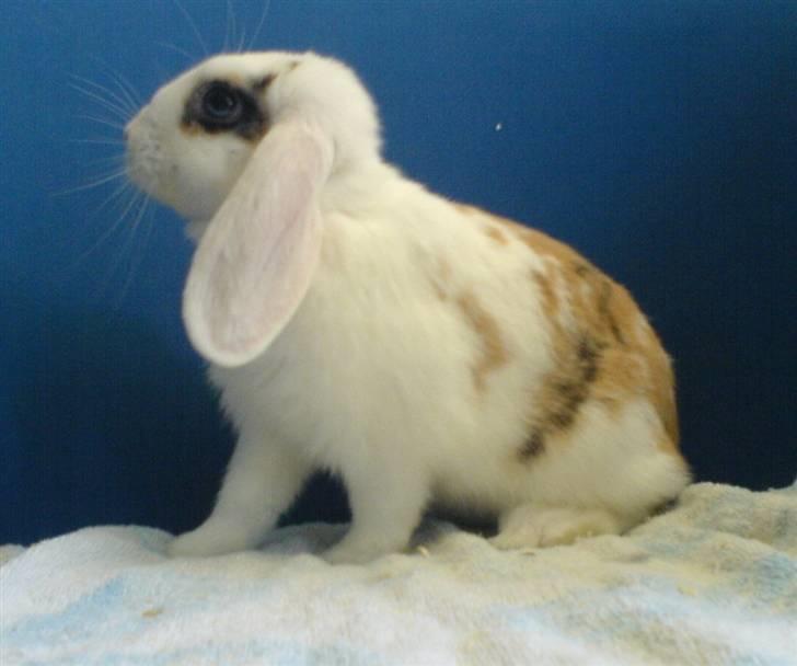 Kanin Soffie billede 3