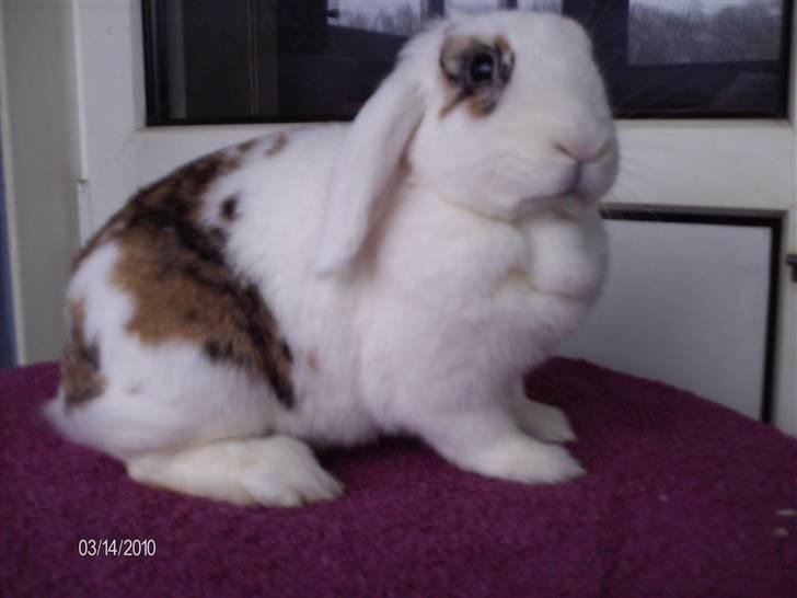 Kanin Soffie billede 8