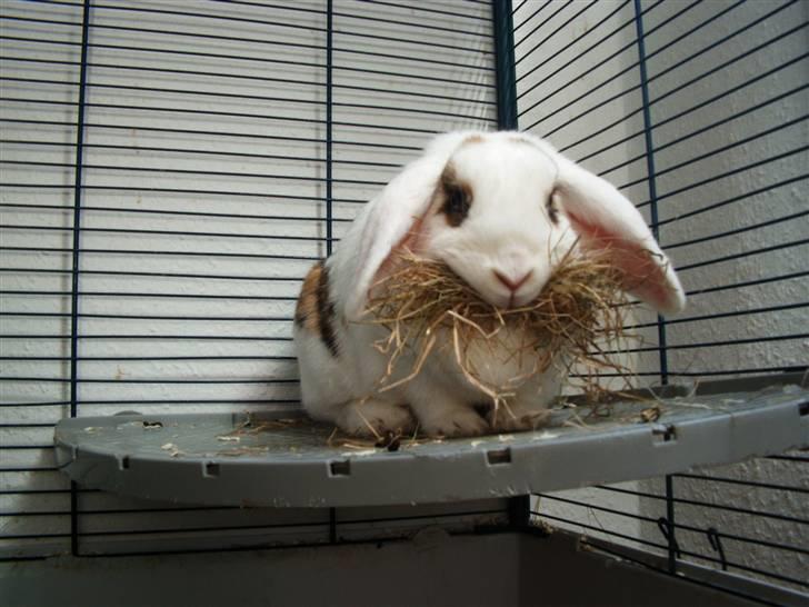 Kanin Soffie billede 9