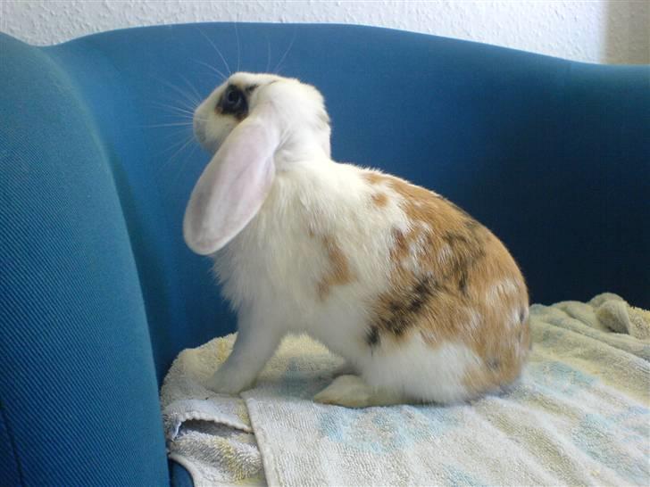 Kanin Soffie billede 10