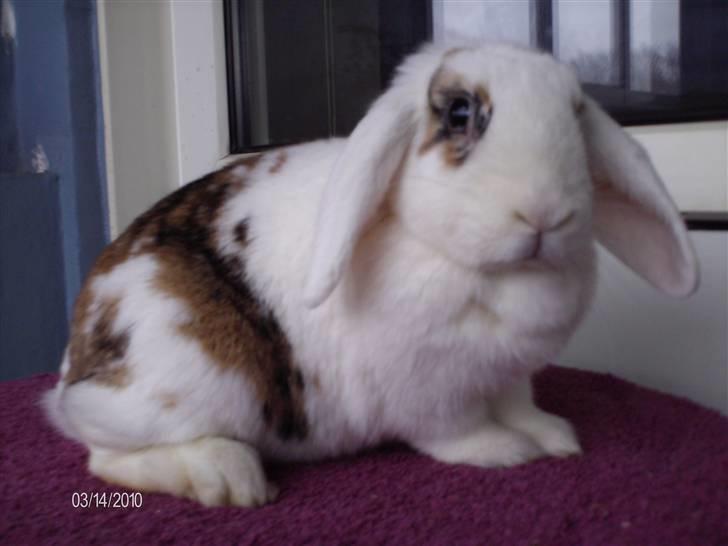 Kanin Soffie billede 11