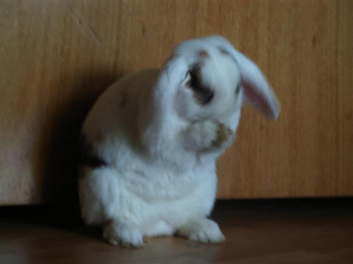 Kanin Soffie billede 12