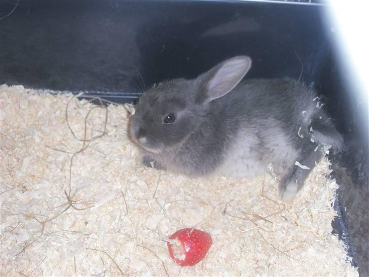 Kanin Silver billede 4