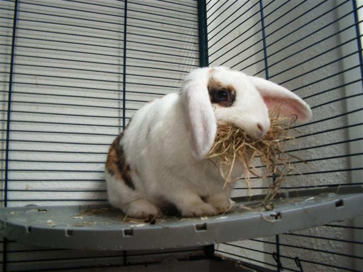 Kanin Soffie billede 13