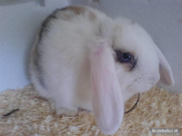 Kanin Soffie billede 14