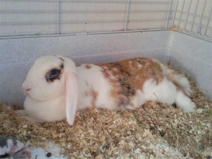 Kanin Soffie billede 15