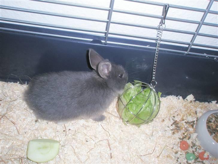 Kanin Silver billede 5