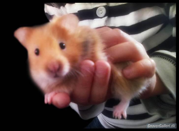 Hamster Lykkes Gurlie *R.I.P* <3 - Min smukke pige, redigeret af Sandra A (Jeg bad hende fjerne manden i baggrunden ad jeg synes han ødelagde billedet) billede 1