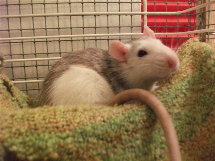 Tamrotte Ditte JUMPER (dehlight) - velkommen til min smukke DITTE <3 billede 2