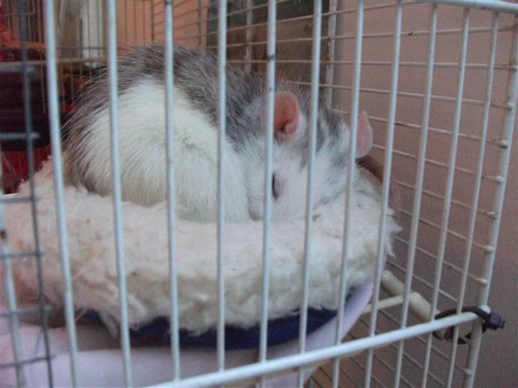 Tamrotte Ditte JUMPER (dehlight) - hun er såå kær, i sin kurv <3 billede 3