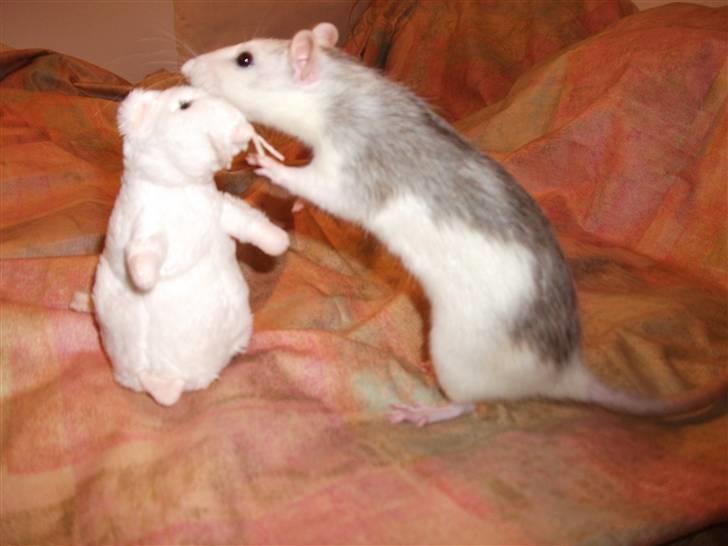 Tamrotte Ditte JUMPER (dehlight) - davs! du er da en nderlig tot ?? billede 4