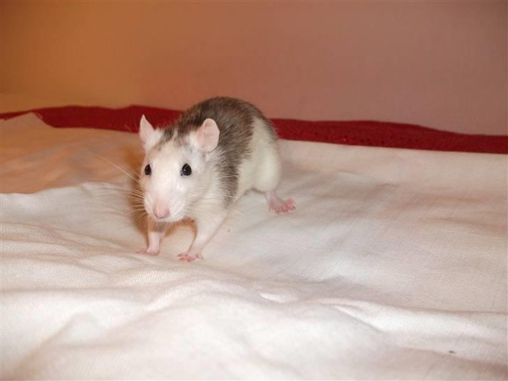 Tamrotte Ditte JUMPER (dehlight) - nuh´´ billede 5