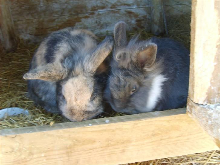 Kanin LH-Rabit's Bombaje  billede 4