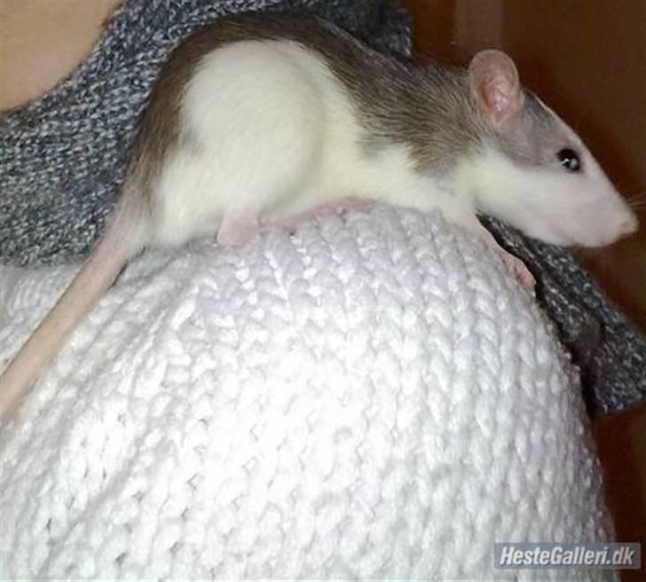 Tamrotte Ditte JUMPER (dehlight) - da hun var en lille tot<3 billede 6