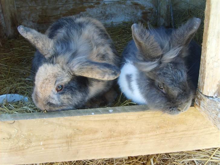 Kanin LH-Rabit's Bombaje  billede 5