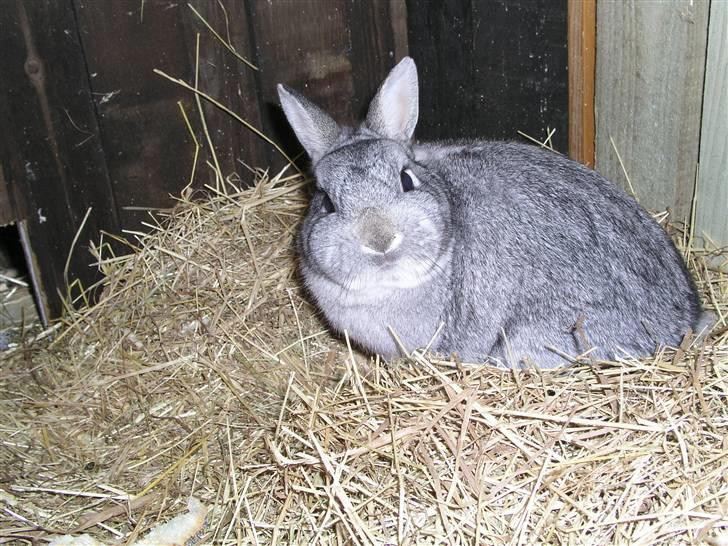 Kanin Ninus billede 1