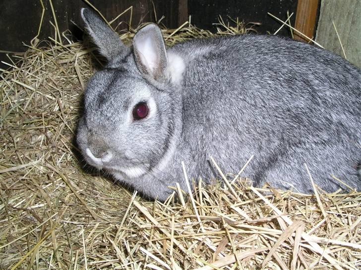 Kanin Ninus billede 2