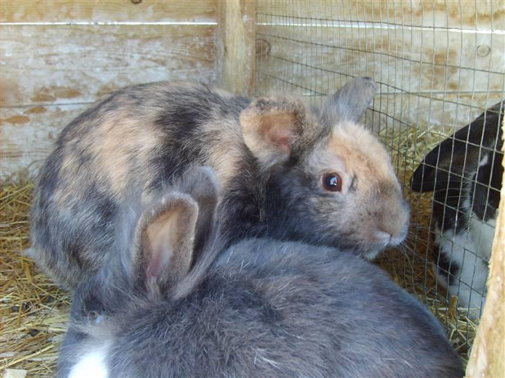 Kanin LH-Rabit's Bombaje  billede 6