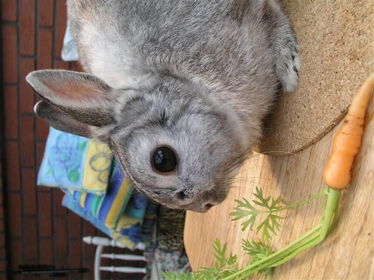 Kanin Ninus billede 3