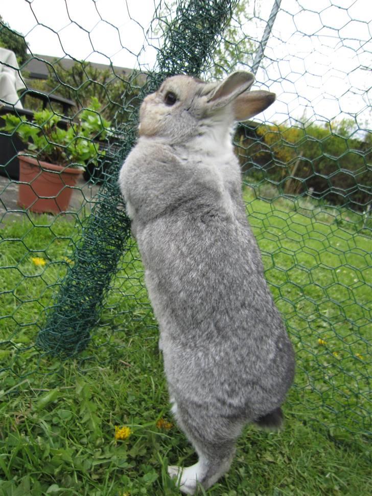 Kanin Ninus billede 4
