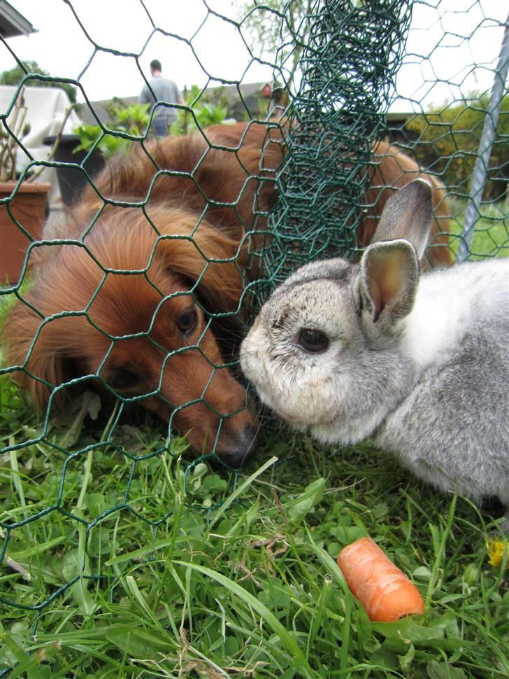 Kanin Ninus billede 5