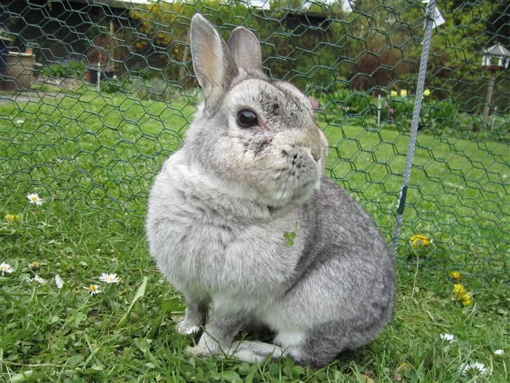 Kanin Ninus billede 6