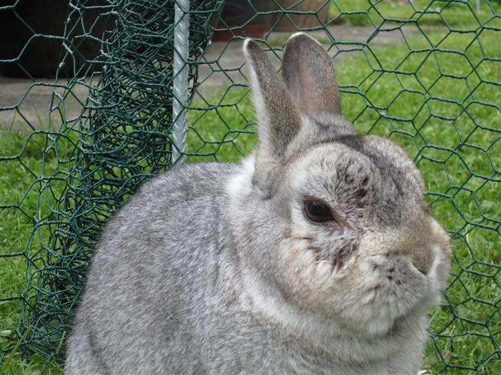 Kanin Ninus billede 7