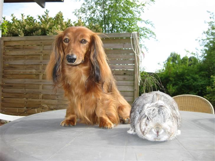 Kanin Ninus billede 8