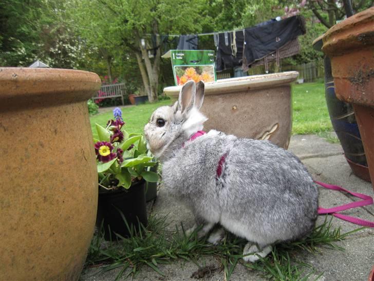 Kanin Ninus billede 9