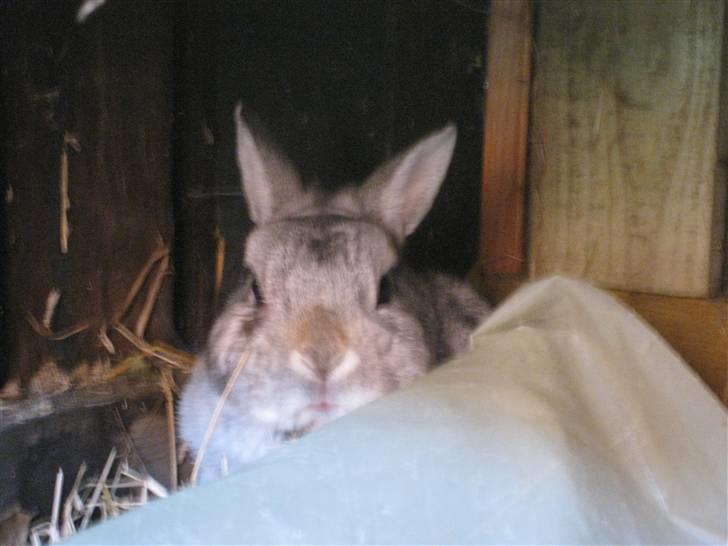 Kanin Ninus billede 10